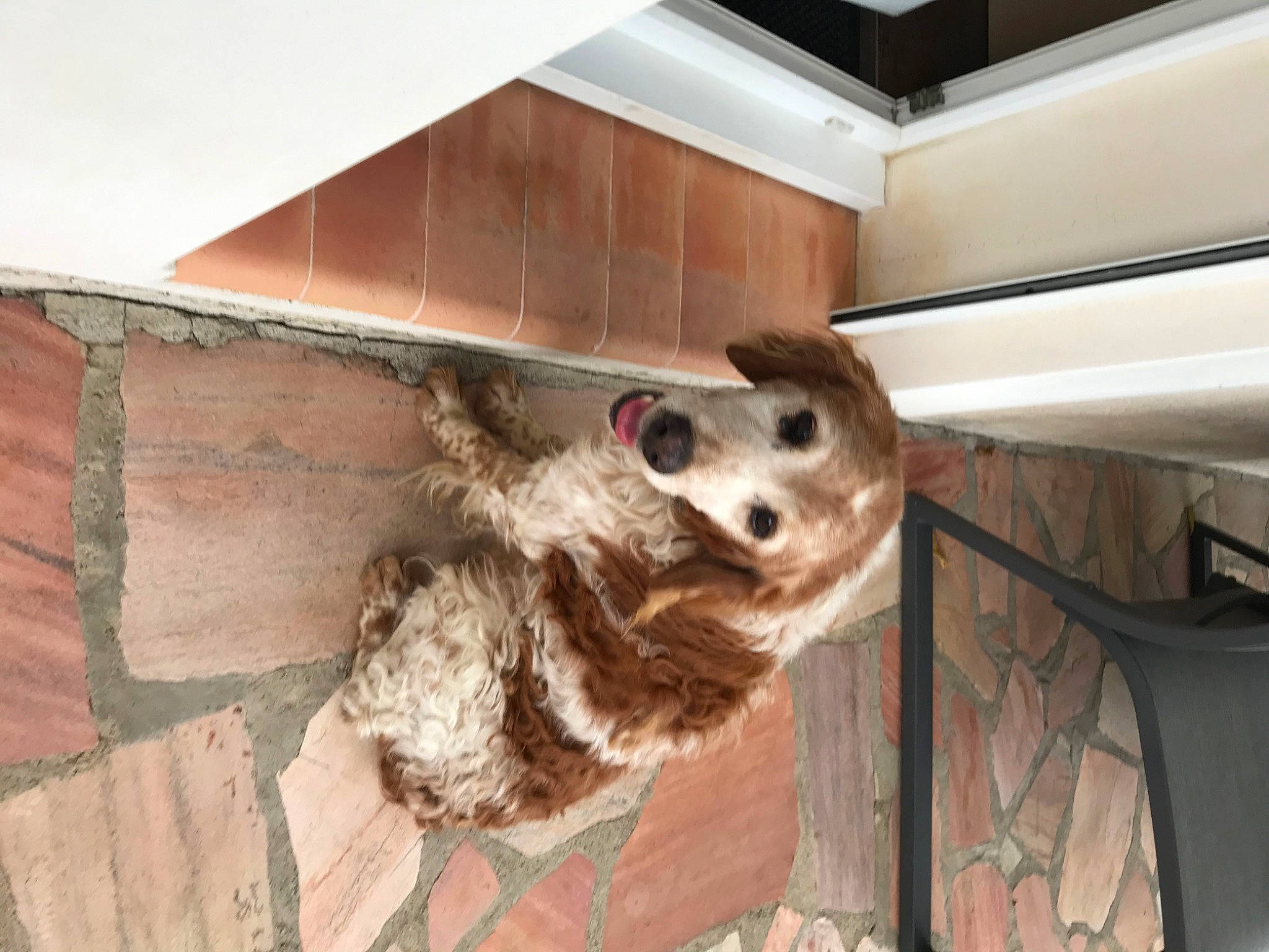 Fatigue a rejoint le concours — aidez-le/la à gagner de superbes lots ! animal_shelter, canidae, carnivore, ceiling, dog, dog_breed, door, fawn, felidae, floor, flooring, fur, hardwood, room, snout, sporting_group, tail, whiskers, wood, working_animal