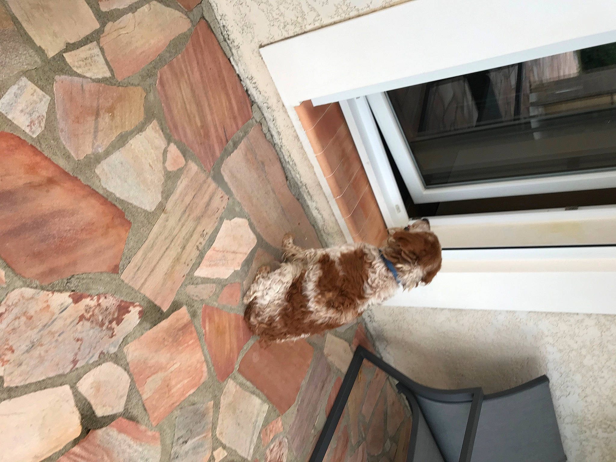 Fatigue a rejoint le concours — aidez-le/la à gagner de superbes lots ! brick, brickwork, brown, carnivore, ceiling, chair, companion_dog, dog, dog_breed, fawn, felidae, flooring, fur, hardwood, liver, pet_supply, room, sporting_group, tail, wood