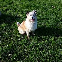 Moon participe au concours pour gagner de l'argent avec cette photo : canidae, carnivore, companion_dog, dog, dog_breed, fawn, grass, groundcover, lawn, maltepoo, non_sporting_group, plant, small_terrier, snout, sporting_group, tail, terrier, toy_dog, water_dog, working_animal