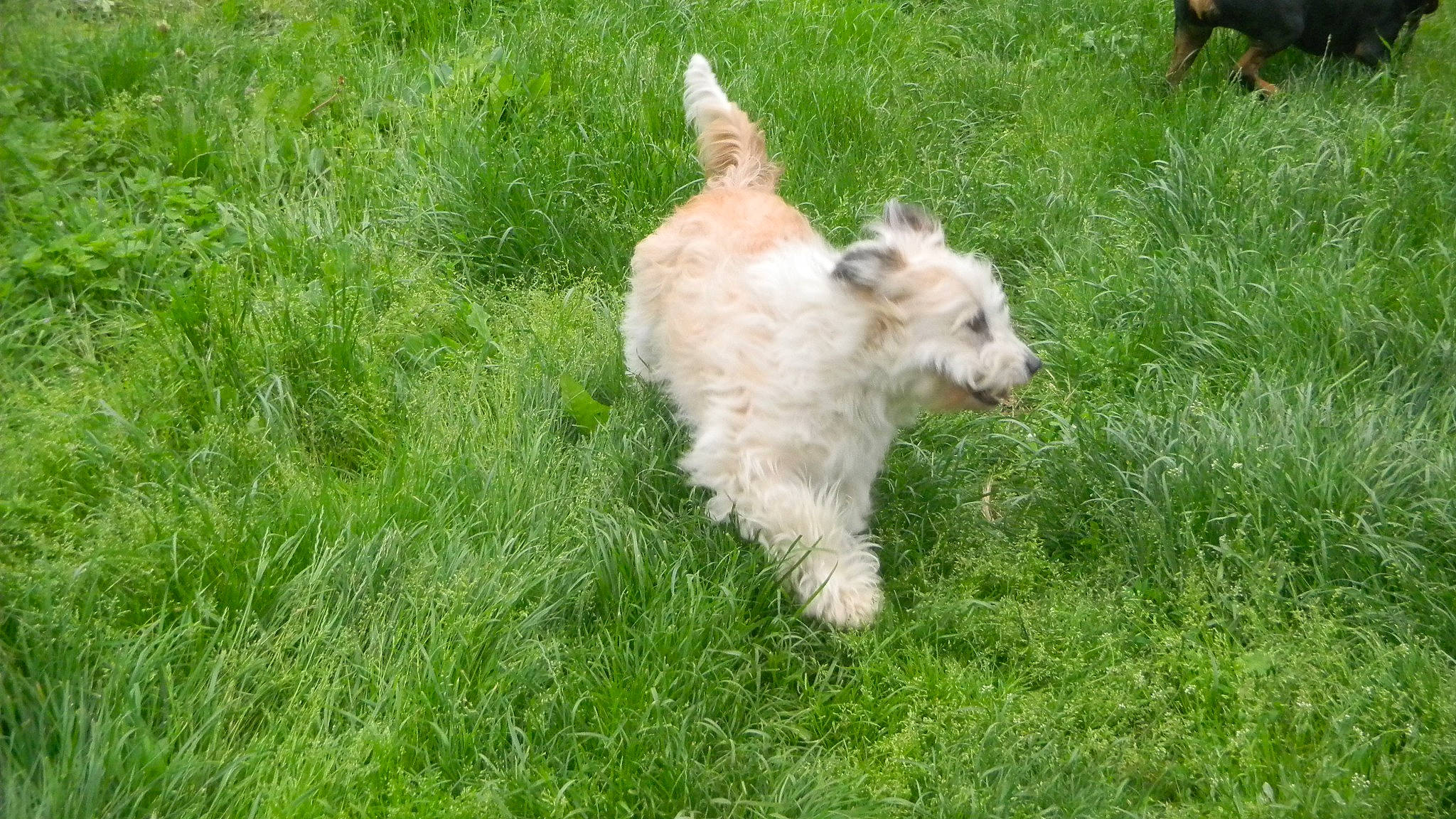 Moon participe au concours pour gagner de l'argent avec cette photo : canidae, carnivore, companion_dog, dog, dog_breed, fawn, grass, grassland, groundcover, non_sporting_group, pasture, plant, snout, sporting_group, tail, terrier, toy_dog, tracking_trial, water_dog, working_animal