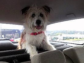 Moon a rejoint le concours — aidez-le/la à gagner de superbes lots ! automotive_mirror, canidae, car, carnivore, companion_dog, dog, dog_breed, family_car, fixture, fur, motor_vehicle, plant, snout, sporting_group, terrier, vehicle, water_dog, window, windshield, working_animal