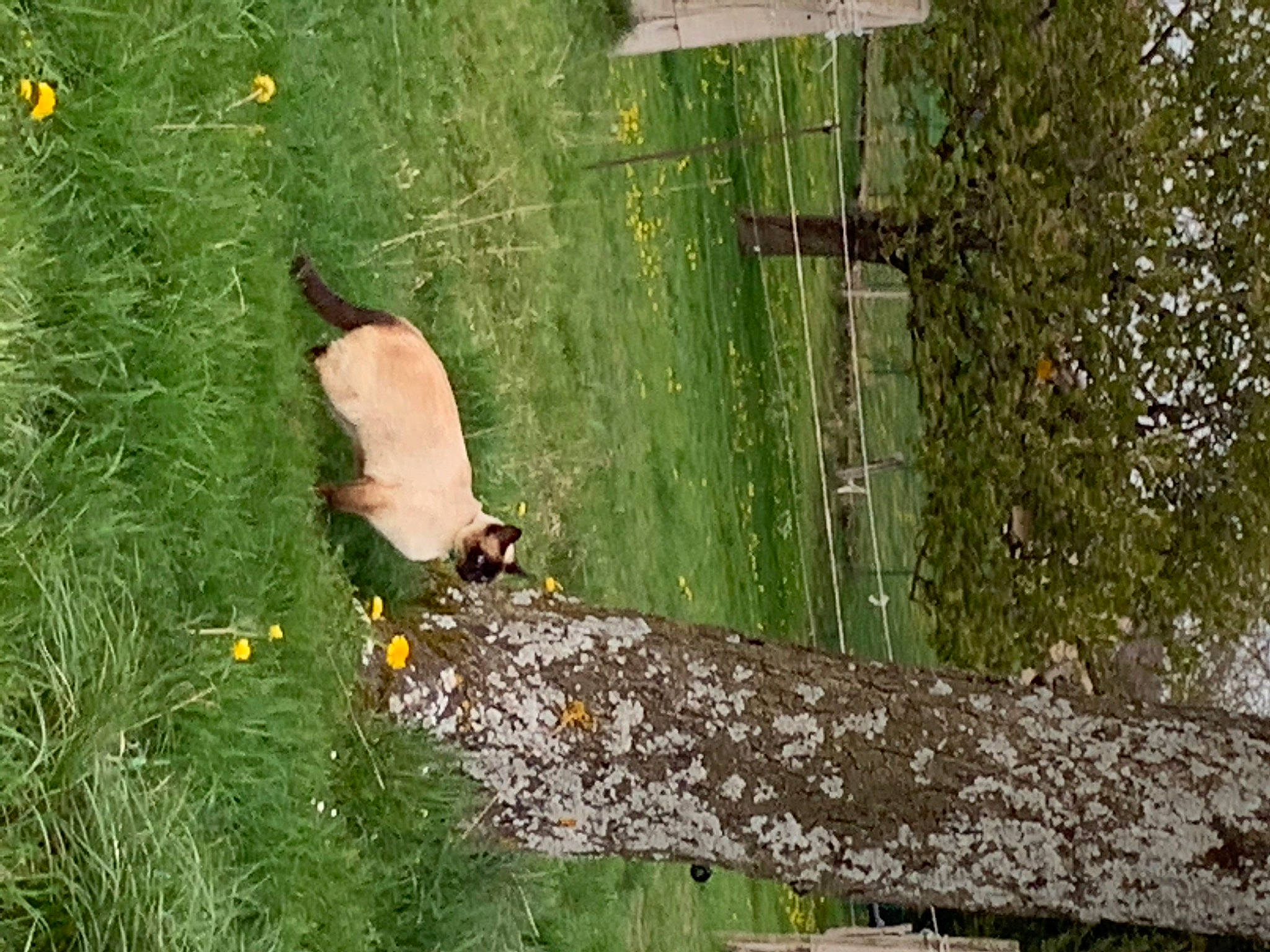 Kayla a rejoint le concours — aidez-le/la à gagner de superbes lots ! biome, flower, garden, grass, grassland, groundcover, landscape, lawn_ornament, leaf, nature_reserve, pasture, people_in_nature, plant, plant_stem, shrub, soil, tree, trunk, wildlife, wood