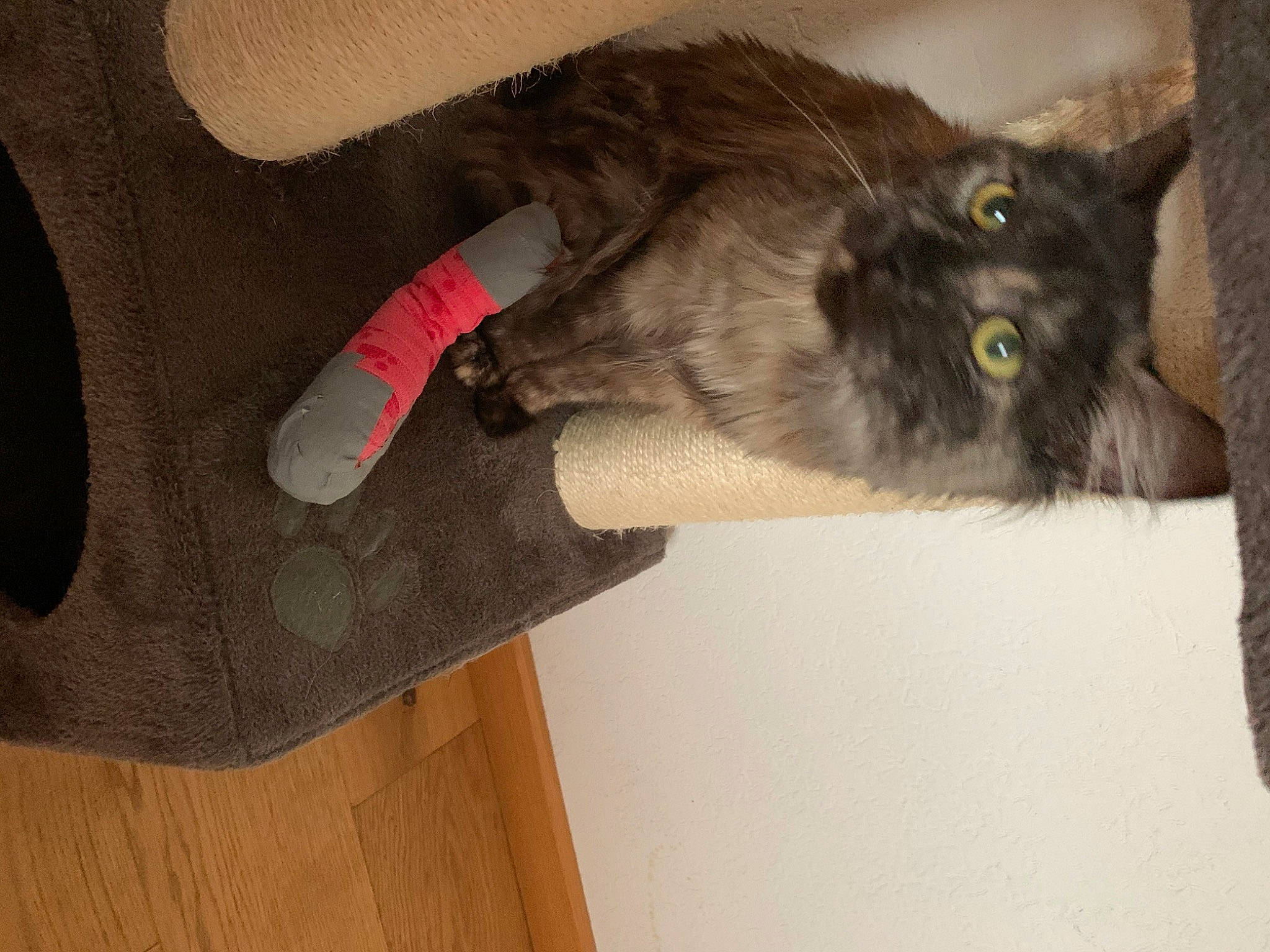 Misty a rejoint le concours — aidez-le/la à gagner de superbes lots ! black_cat, carmine, carnivore, cat, claw, dog_breed, domestic_short_haired_cat, felidae, flooring, fur, grey, hardwood, outdoor_shoe, paw, personal_protective_equipment, small_to_medium_sized_cats, tail, whiskers, wood