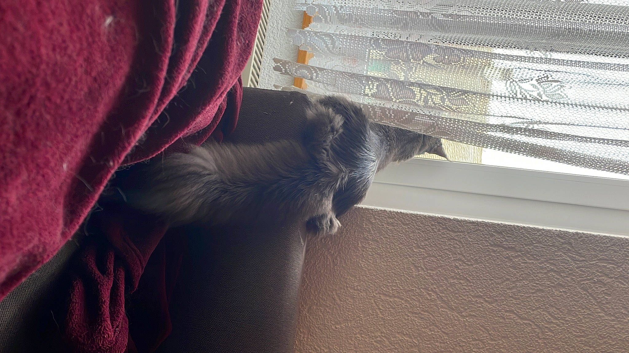 Ferina a rejoint le concours — aidez-le/la à gagner de superbes lots ! carmine, carnivore, cat, comfort, domestic_short_haired_cat, felidae, fur, grey, magenta, room, shadow, small_to_medium_sized_cats, tail, tints_and_shades, whiskers, window, window_covering, window_treatment, wood