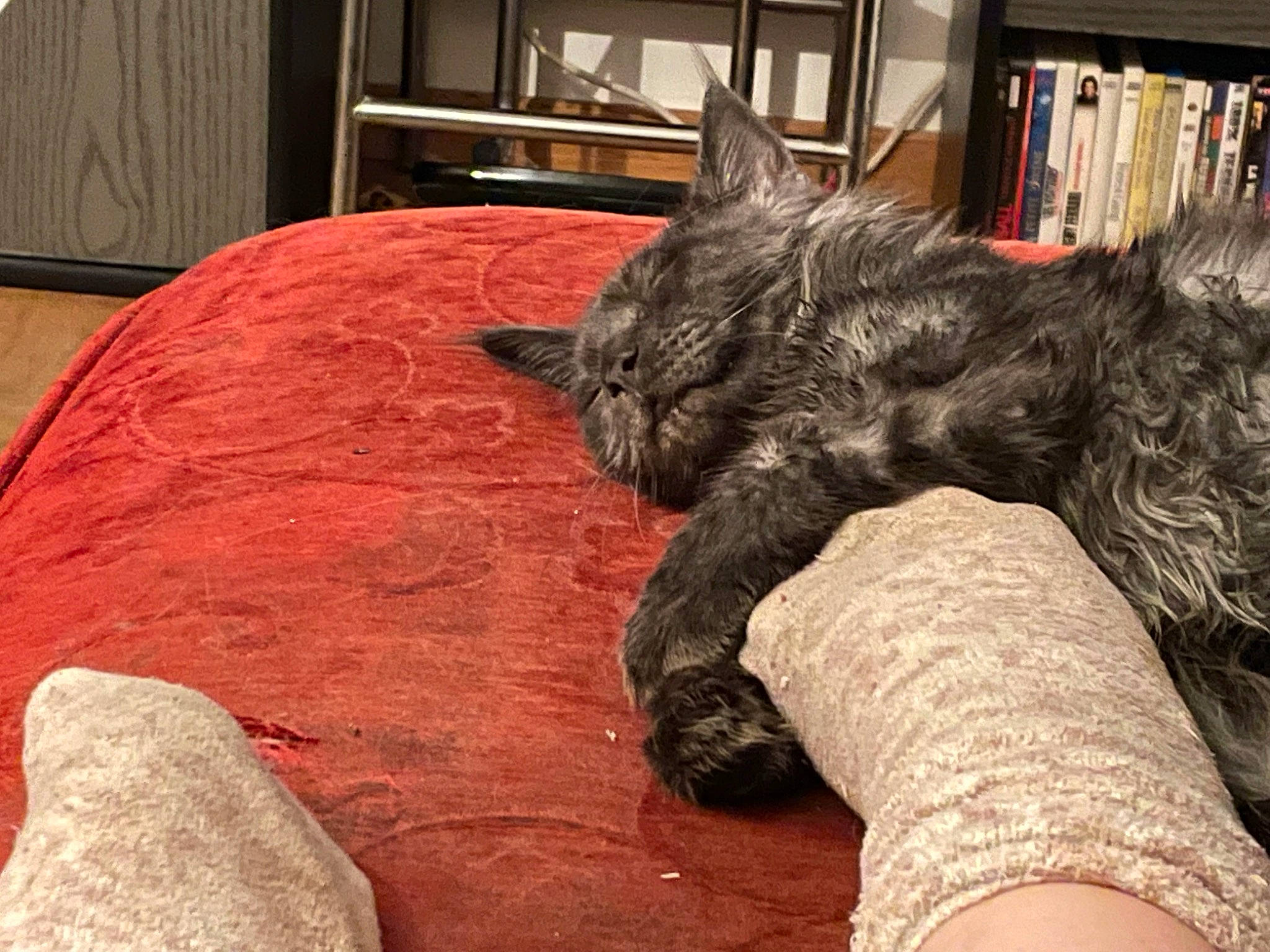 Ferina a rejoint le concours — aidez-le/la à gagner de superbes lots ! black_cat, bookcase, carnivore, cat, claw, comfort, couch, domestic_short_haired_cat, felidae, fur, human_leg, nap, paw, sitting, small_to_medium_sized_cats, snout, tail, thigh, whiskers, wood