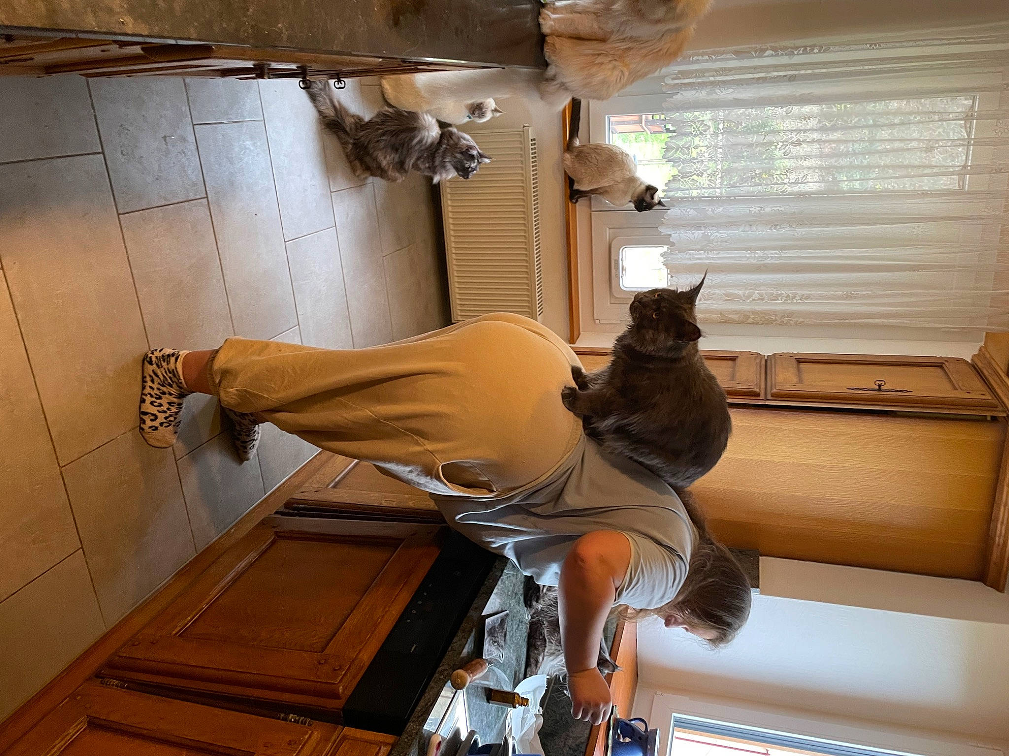 Ferina a rejoint le concours — aidez-le/la à gagner de superbes lots ! boot, cat, ceiling, comfort, felidae, flooring, hardwood, human_leg, interior_design, machine, metal, room, sandal, shelf, small_to_medium_sized_cats, thigh, tire, window, window_blind, wood