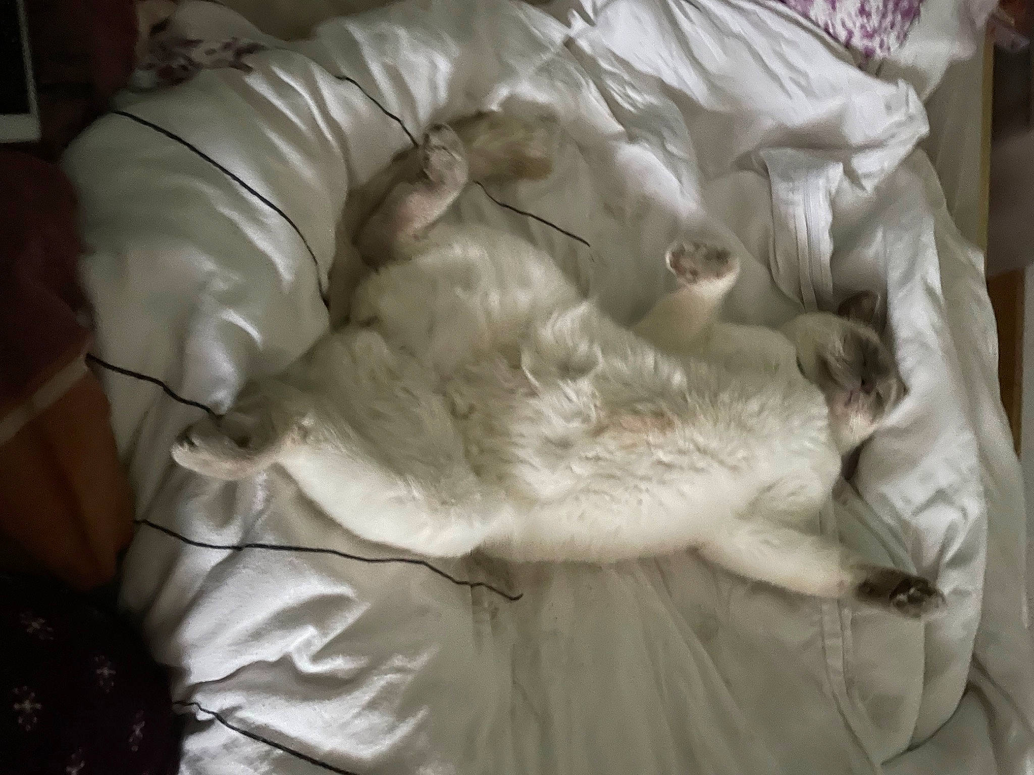 Totoro participe au concours pour gagner de l'argent avec cette photo : bed, bedding, canidae, carnivore, comfort, companion_dog, dog_breed, duvet, felidae, fur, linens, nap, sculpture, sleep, small_to_medium_sized_cats, snout, sporting_group, tail, whiskers, wrinkle