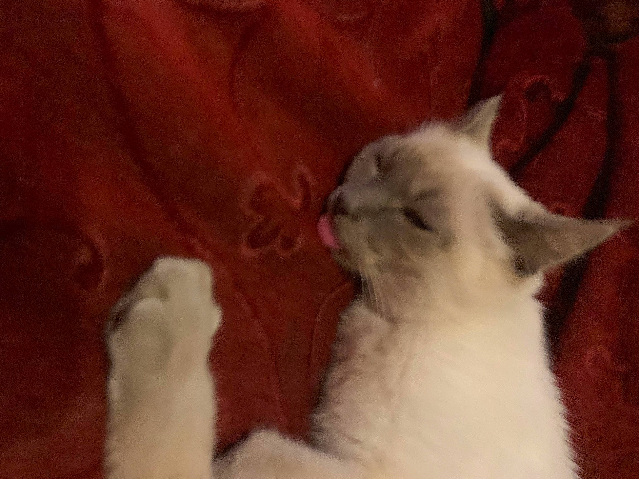 Totoro participe au concours pour gagner de l'argent avec cette photo : carnivore, cat, comfort, felidae, fur, plant, small_to_medium_sized_cats, snout, tail, terrestrial_animal, whiskers