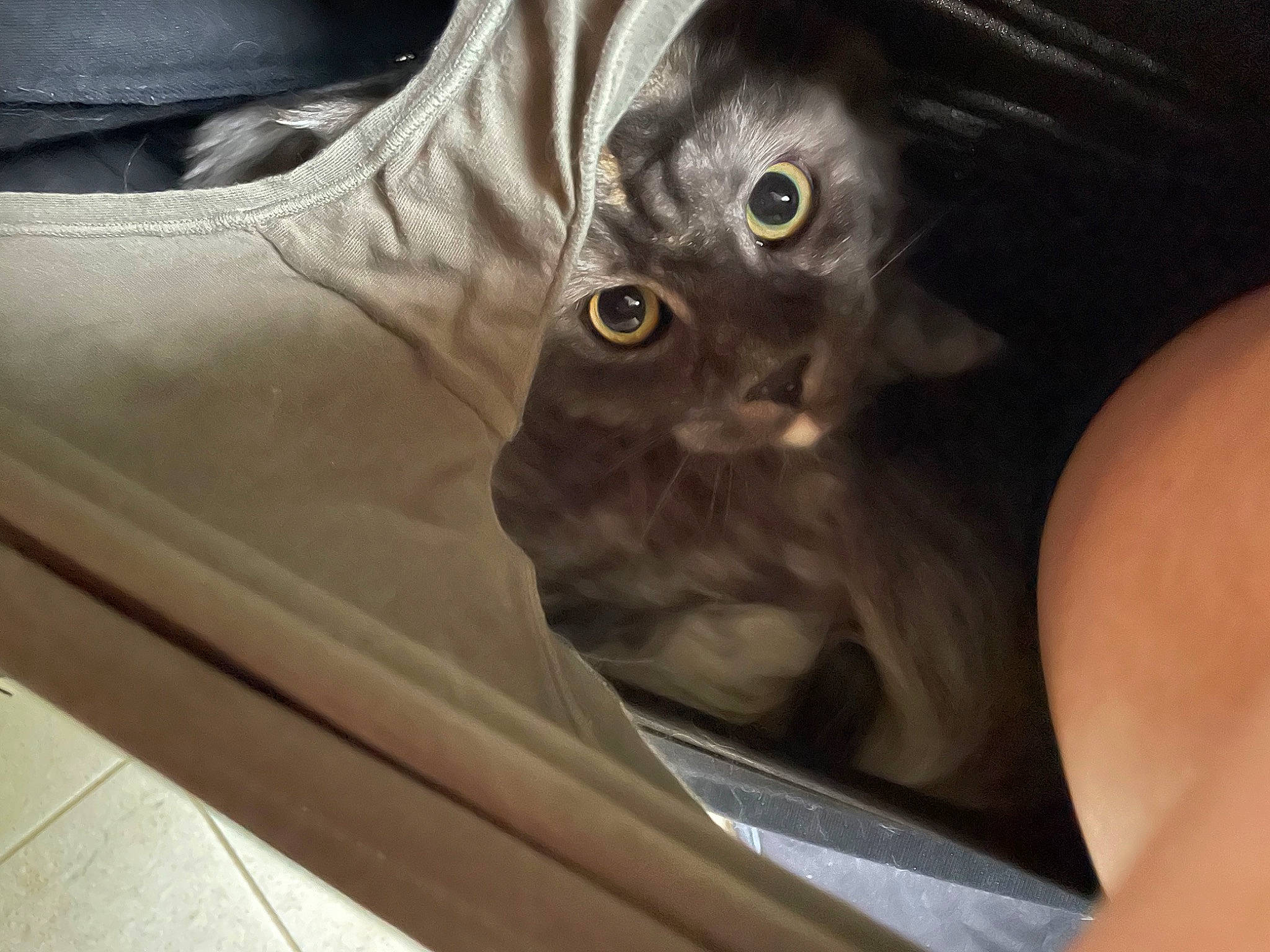 Kelly a rejoint le concours — aidez-le/la à gagner de superbes lots ! carnivore, cat, domestic_short_haired_cat, felidae, fur, grey, sleeve, small_to_medium_sized_cats, snout, terrestrial_animal, whiskers