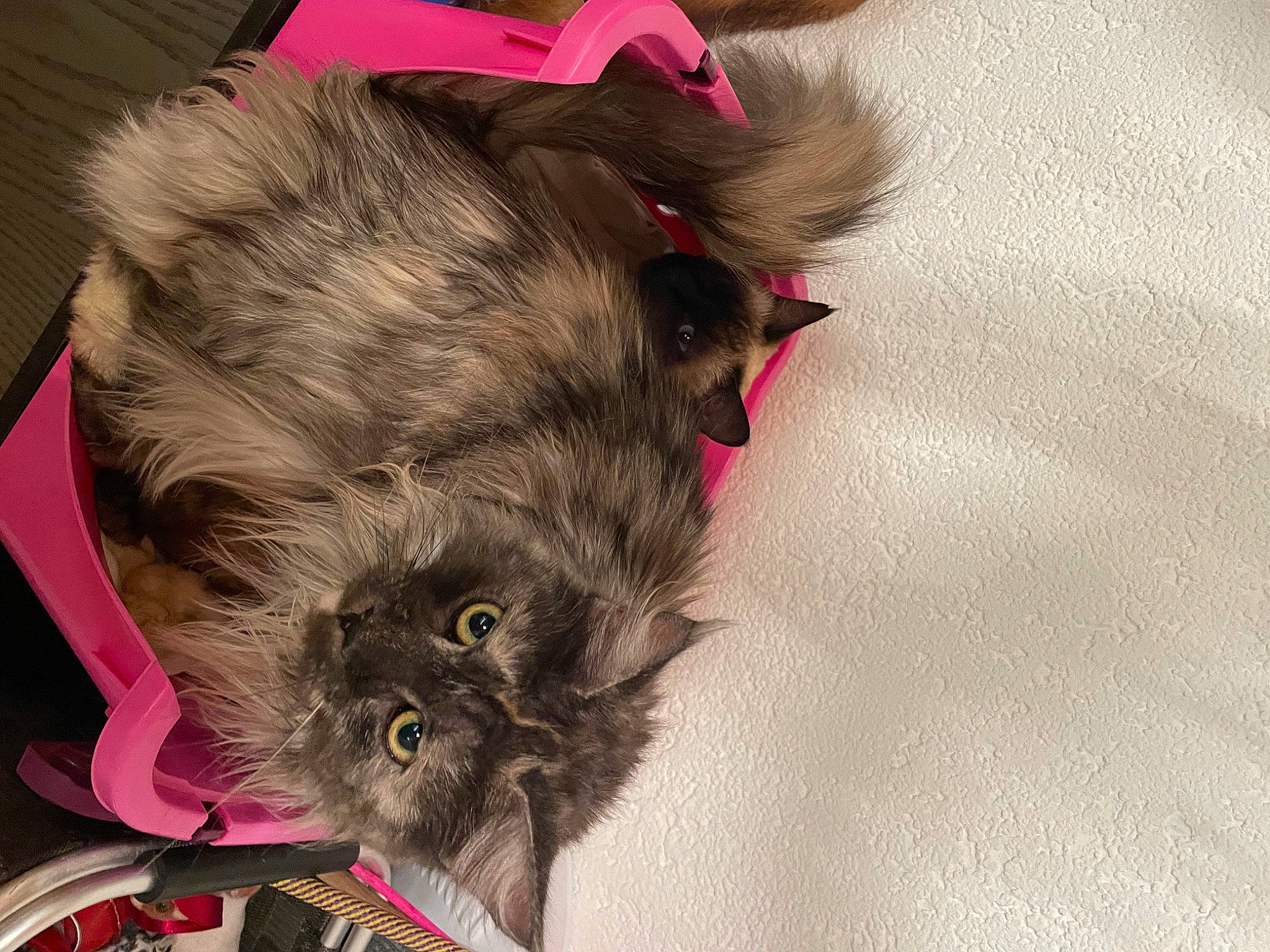 Kelly participe au concours pour gagner de l'argent avec cette photo : british_longhair, canidae, carnivore, claw, companion_dog, dog_breed, dog_supply, fawn, felidae, fur, liver, magenta, small_terrier, small_to_medium_sized_cats, snout, sporting_group, tail, terrier, toy_dog, whiskers