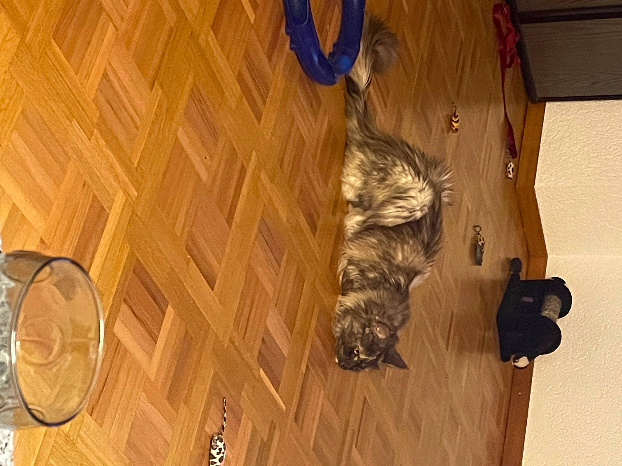 Kelly a rejoint le concours — aidez-le/la à gagner de superbes lots ! brown, ceiling, felidae, floor, flooring, fur, hardwood, laminate_flooring, lumber, pattern, plank, plywood, room, tail, tree, varnish, wall, wood, wood_flooring, wood_stain