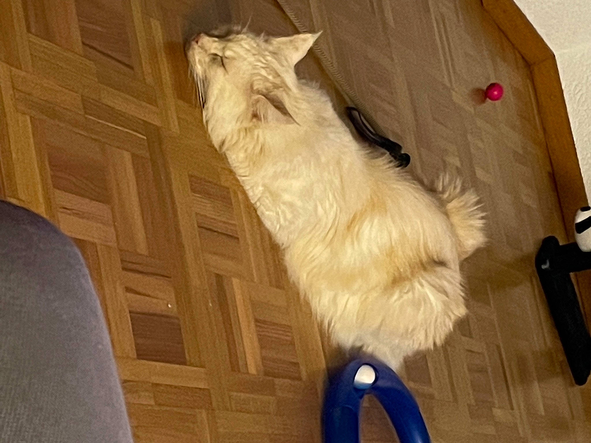 Louki participe au concours pour gagner de l'argent avec cette photo : canidae, carnivore, cat, companion_dog, dog, dog_breed, fawn, felidae, flooring, fur, hardwood, room, small_terrier, small_to_medium_sized_cats, sporting_group, tail, terrier, toy_dog, whiskers, wood