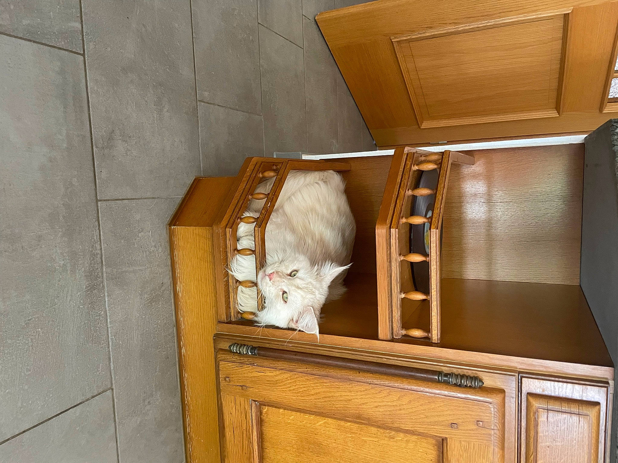 Louki a rejoint le concours — aidez-le/la à gagner de superbes lots ! bookcase, brown, cabinetry, cat_supply, closet, cupboard, door, drawer, flooring, hardwood, pet_supply, plywood, rectangle, room, shelf, shelving, stairs, varnish, wood, wood_stain