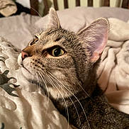 Hazel joined the competition — help win amazing prizes! cat, tabby, pet, animal, close_up, bed, blanket, fur, whiskers, ears, resting, indoor, cozy, feline, curious, profile, wooden_headboard, soft_lighting, domestic, sleeping_area