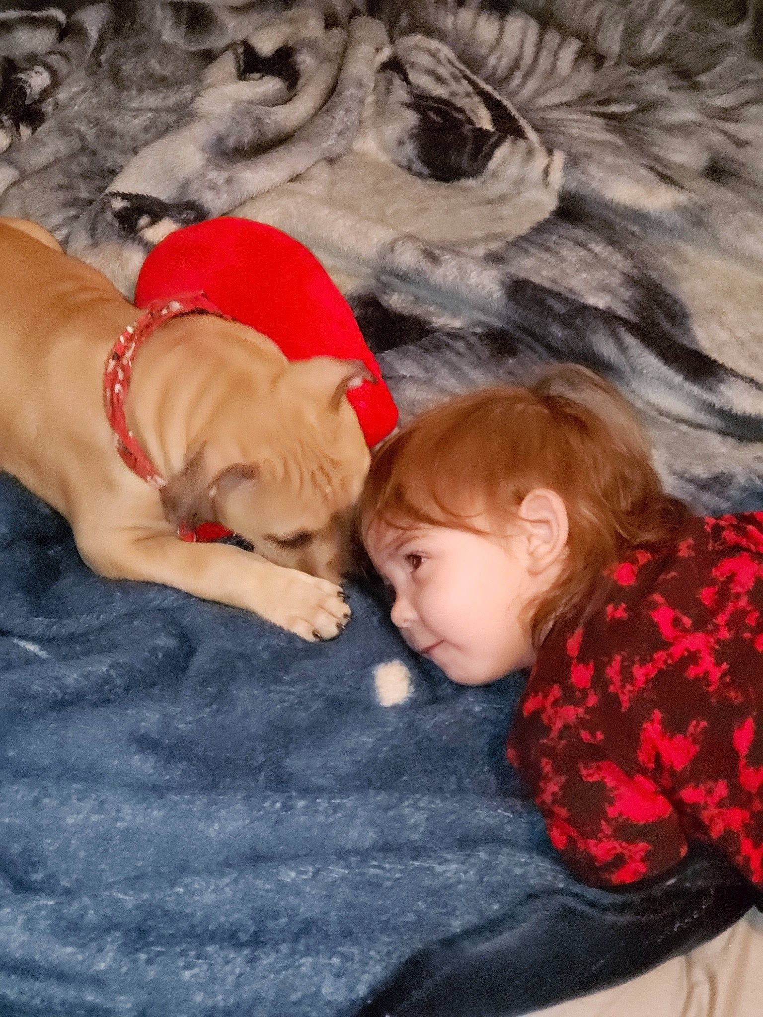 Robert Jr is registered to the contest to win money with this photo: baby, bedtime, carnivore, child, comfort, companion_dog, dog, dog_breed, fawn, fun, fur, linens, person, rock, sitting, sporting_group, toddler, toy, tree, vacation