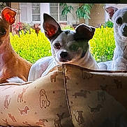 Orbi Sami Soci is registered to the contest to win money with this photo: dog, pet, animal, small_dog, dog_bed, cushion, indoors, window, greenery, plant, house, fur, ears, face, cute, resting, three_animals, companion, domestic, portrait