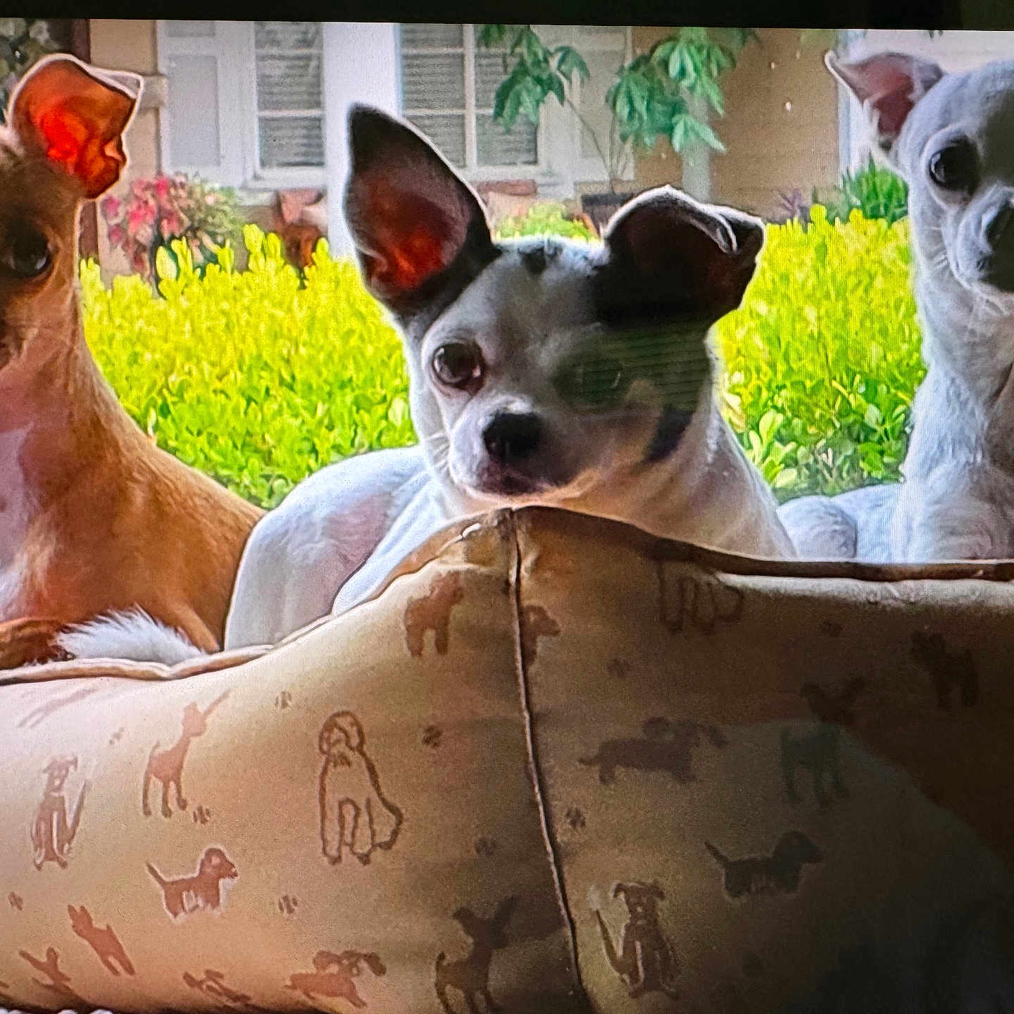Orbi Sami Soci is registered to the contest to win money with this photo: dog, pet, animal, small_dog, dog_bed, cushion, indoors, window, greenery, plant, house, fur, ears, face, cute, resting, three_animals, companion, domestic, portrait