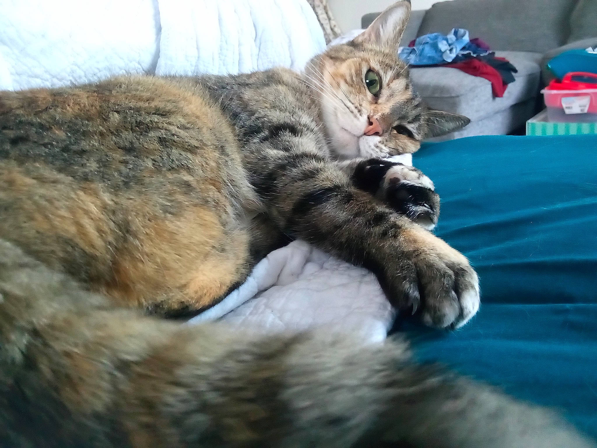 Poppy joined the competition — help win amazing prizes! carnivore, cat, claw, comfort, domestic_short_haired_cat, felidae, fur, grass, nap, paw, sitting, sleep, small_to_medium_sized_cats, snout, tail, terrestrial_animal, tree, whiskers, wildlife