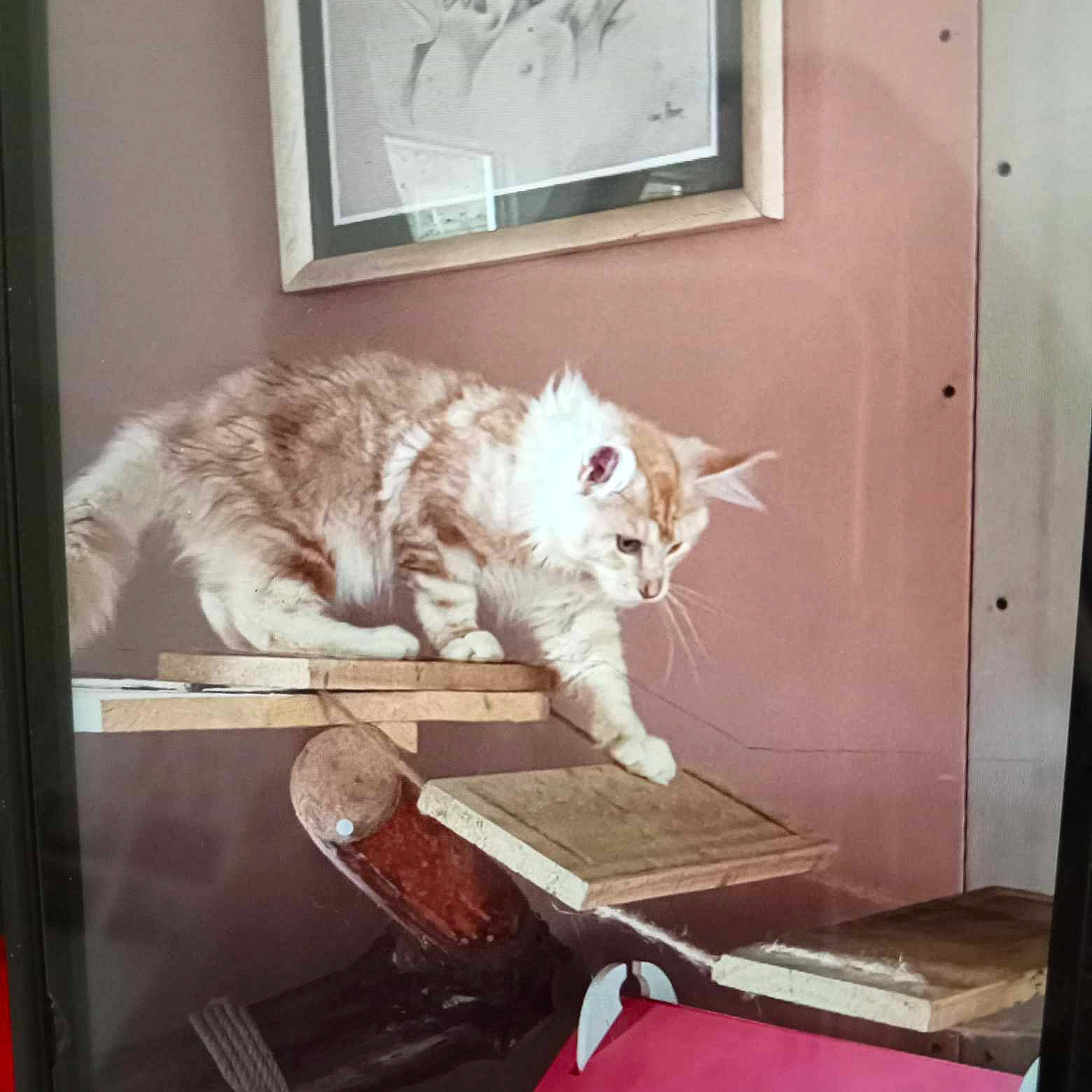 Ubin a rejoint le concours — aidez-le/la à gagner de superbes lots ! bookcase, carnivore, cat, comfort, domestic_short_haired_cat, electronic_device, felidae, fur, home_appliance, house, lap, picture_frame, room, shelf, shelving, small_to_medium_sized_cats, tail, whiskers, window, wood