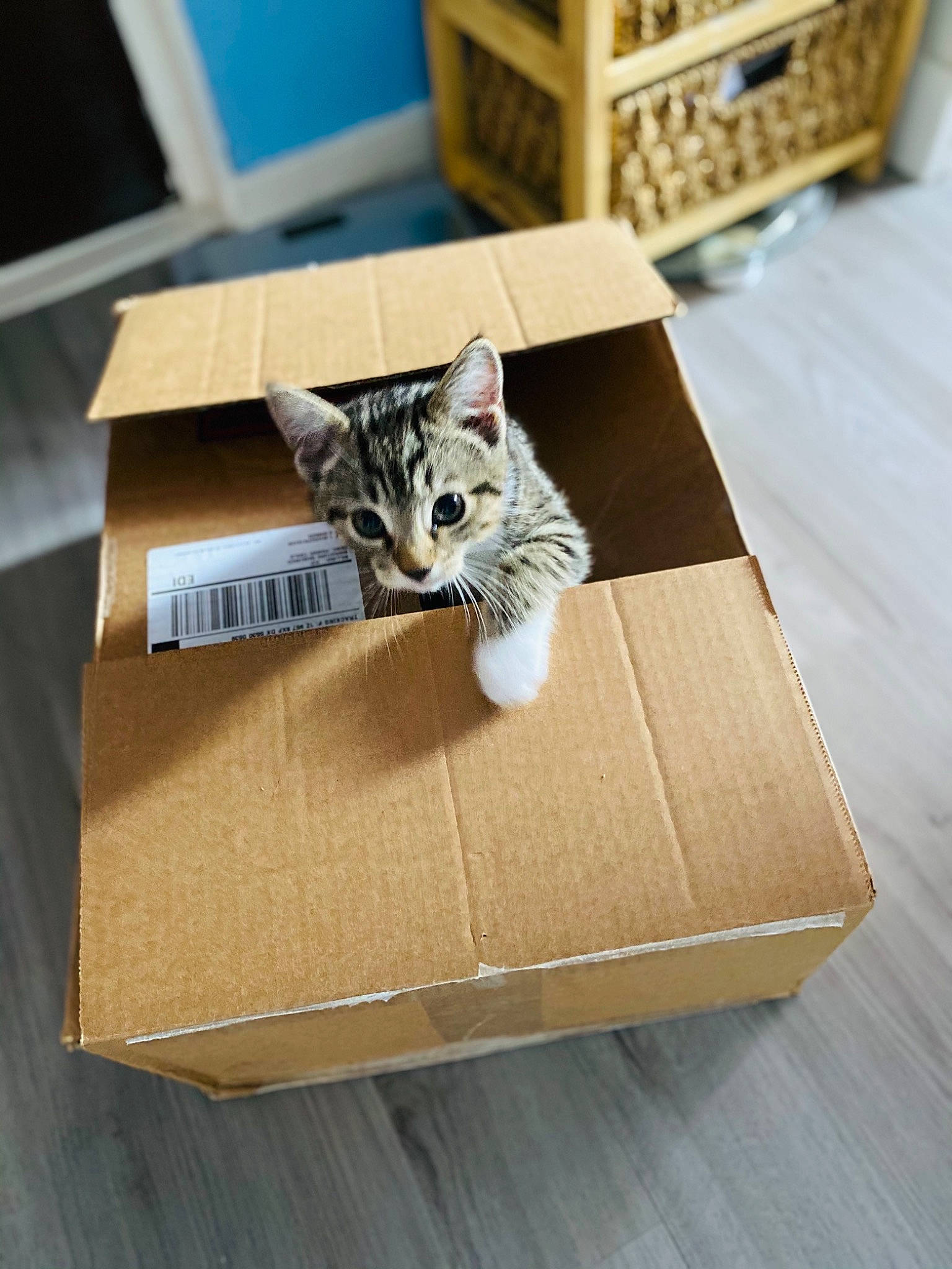 Cleo joined the competition — help win amazing prizes! art, box, cardboard, carnivore, carton, cat, domestic_short_haired_cat, felidae, flooring, hardwood, packaging_and_labeling, packing_materials, paper_product, rectangle, shelf, shipping_box, small_to_medium_sized_cats, tail, whiskers, wood