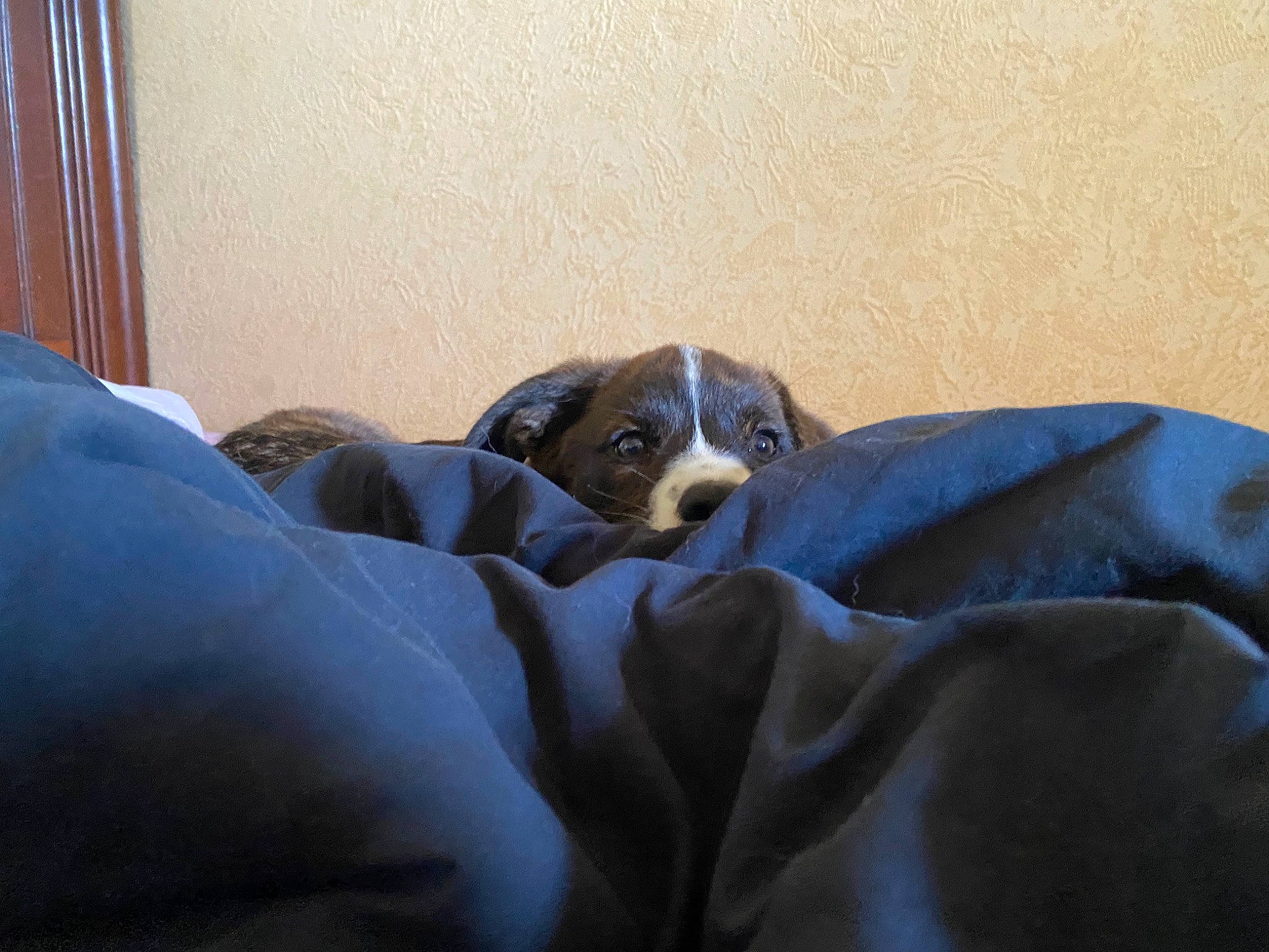 Tao participe au concours pour gagner de l'argent avec cette photo : ball, bored, boxer, canidae, carnivore, comfort, companion_dog, couch, curtain, dog, dog_breed, fawn, guard_dog, linens, nap, snout, sporting_group, terrestrial_animal, whiskers, working_animal