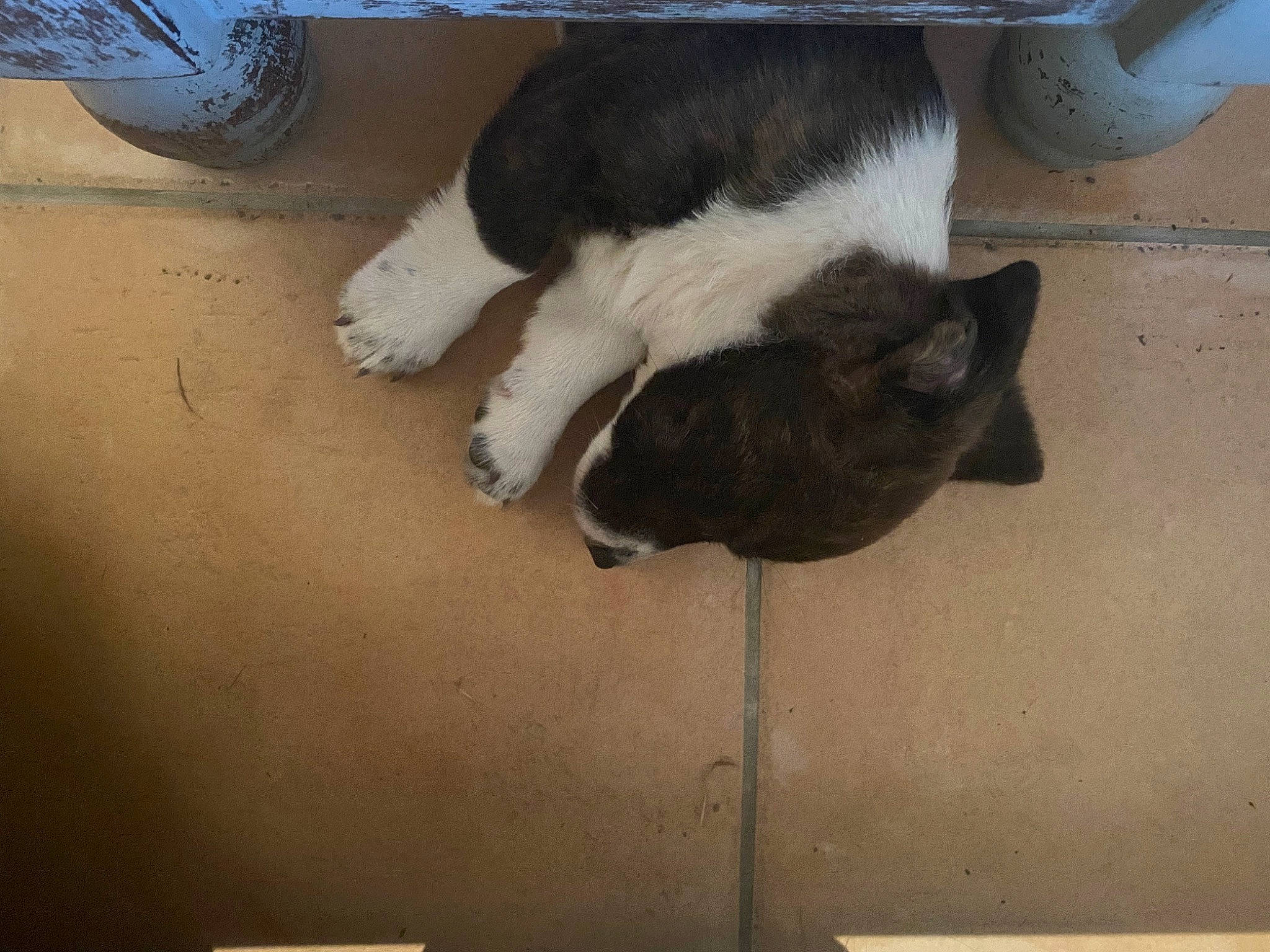 Tao a rejoint le concours — aidez-le/la à gagner de superbes lots ! black_cat, carnivore, cat, comfort, companion_dog, dog_breed, domestic_short_haired_cat, felidae, floor, flooring, fur, hardwood, human_leg, paw, small_to_medium_sized_cats, sporting_group, tail, terrestrial_animal, whiskers, wood