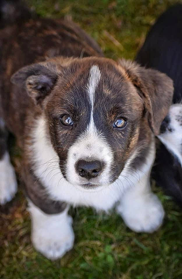 Tao participe au concours pour gagner de l'argent avec cette photo : art, carnivore, companion_dog, dog, dog_breed, grass, groundcover, plant, sporting_group, terrestrial_animal, whiskers, working_animal, working_dog