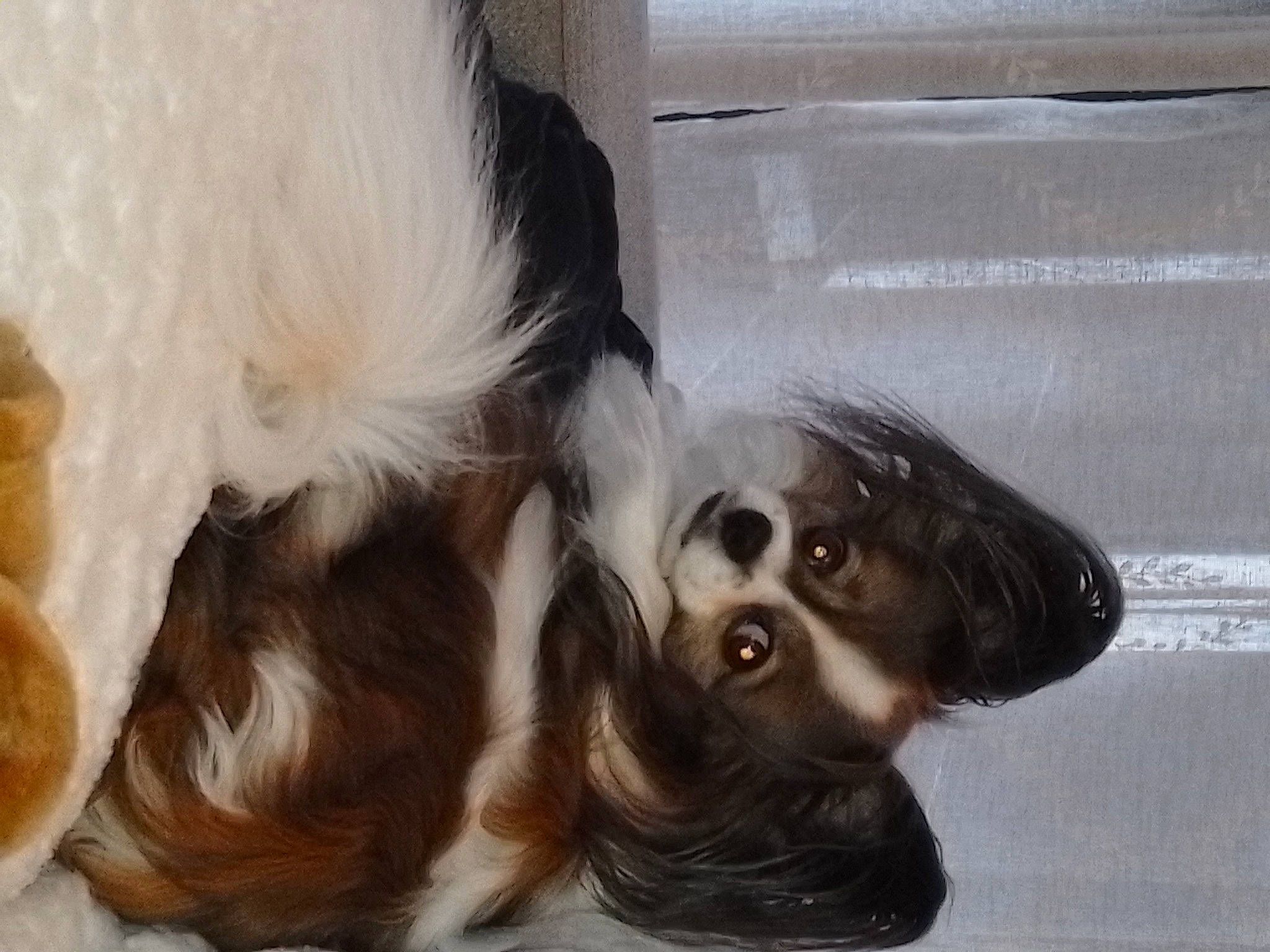 Louckie a rejoint le concours — aidez-le/la à gagner de superbes lots ! canidae, carnivore, cocker_spaniel, companion_dog, dog, dog_breed, ear, fawn, felidae, fur, liver, paw, snout, spaniel, sporting_group, tail, toy_dog, whiskers, wood, working_animal