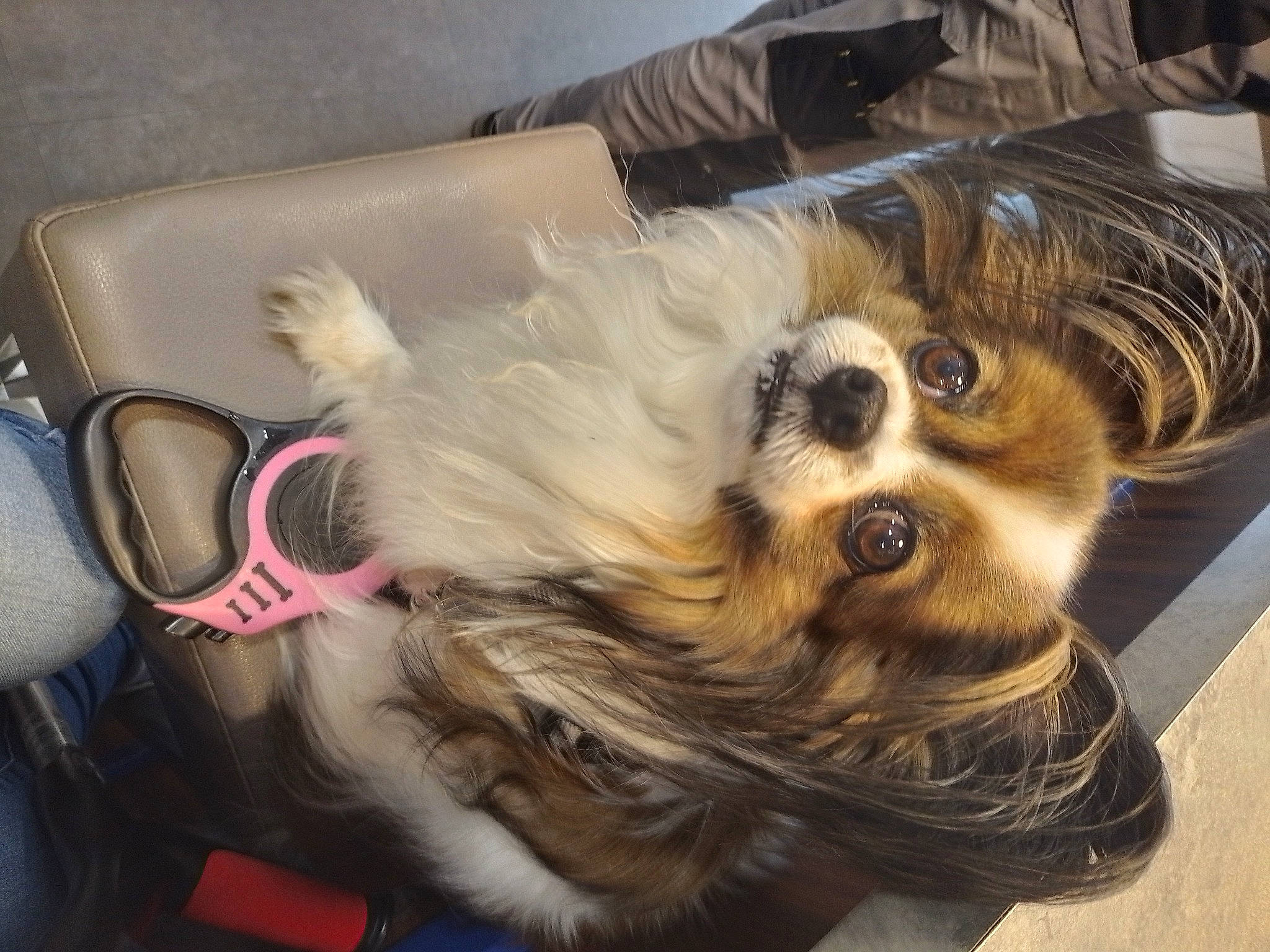 Louckie participe au concours pour gagner de l'argent avec cette photo : canidae, carnivore, comfort, companion_dog, dog, dog_breed, dog_supply, ear, eyewear, fawn, fur, liver, paw, pet_supply, puppy, snout, sporting_group, toy_dog, whiskers, working_animal