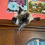 Sarafina Aka Bunny is registered to the contest to win money with this photo: cat, fluffy, blue_eyes, wooden_cabinet, peeking, curious, indoor, painting, wall, decor, furniture, whiskers, portrait, closeup, animal, pet, home, colorful, art, head