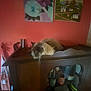 cat, wooden_cabinet, indoor, painting, coral_wall, curious_cat, furniture, decor, kitchen_towels, wide_eyes, fluffy, pet, domestic_animal, head_tilt, shelf, cups, vase, quiet, cozy, home