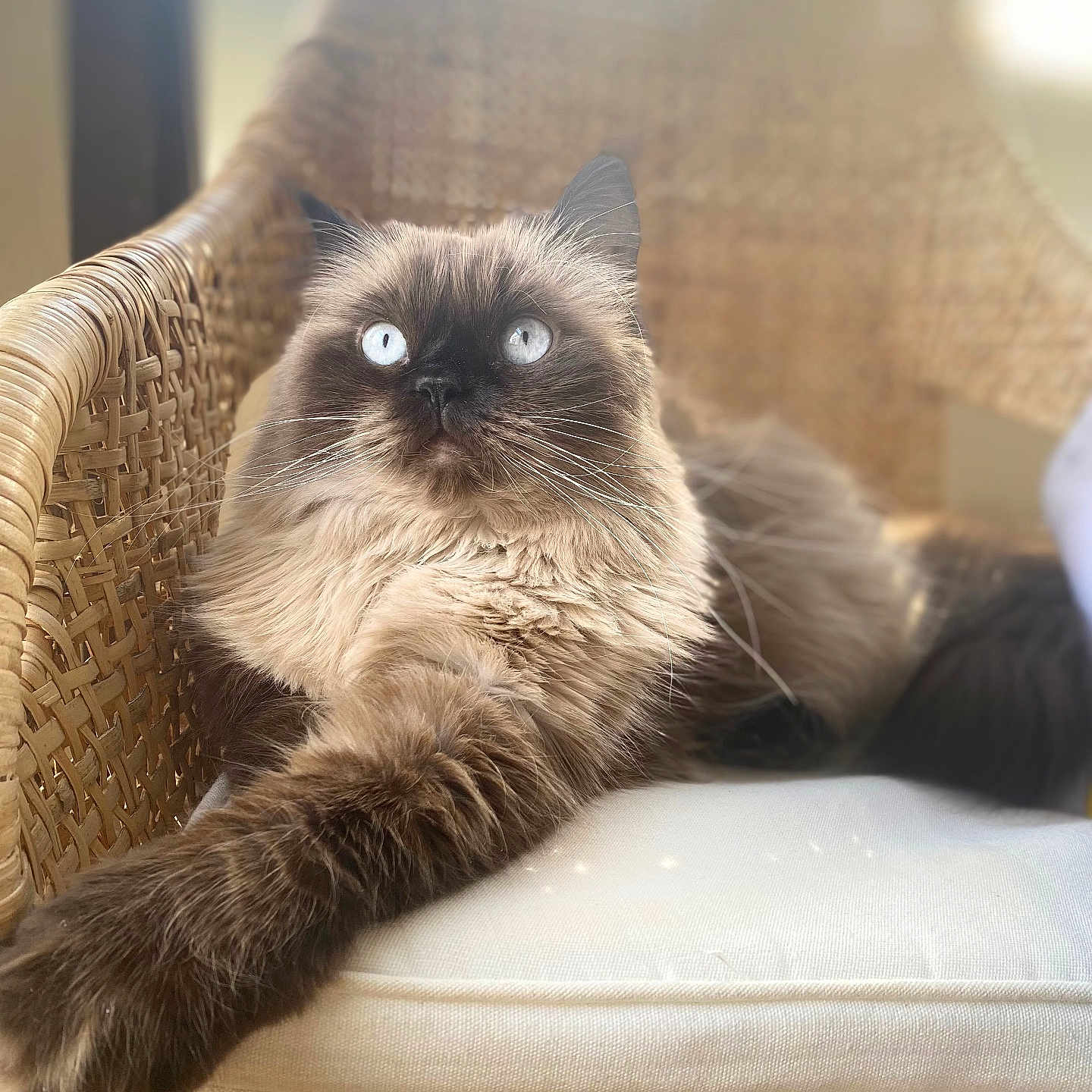 Sarafina Aka Bunny is registered to the contest to win money with this photo: blue_eyes, cat, close_up, comfortable, cushion, cute, feline, fluffy, home, indoor, long_hair, natural_light, paw, pet, portrait, relaxed, resting, soft_light, whiskers, wicker_chair