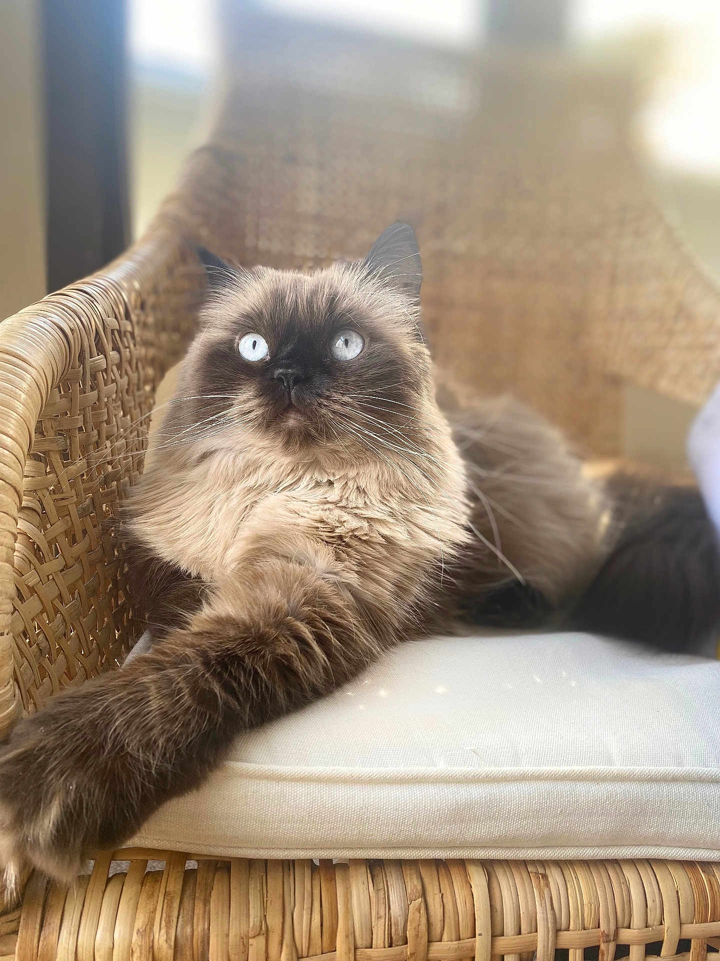 Sarafina Aka Bunny is registered to the contest to win money with this photo: cat, fluffy, blue_eyes, wicker_chair, cushion, indoor, pet, relaxed, close_up, feline, long_hair, whiskers, paw, soft_light, natural_light, home, comfortable, resting, cute, portrait