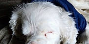 Bob joined the competition — help win amazing prizes! dog, white_dog, sleeping, close_up, pink_nose, fur, blue_shirt, couch, relaxed, pet, indoor, resting, animal, canine, nap, cozy, comfort, soft_texture, domestic, companion