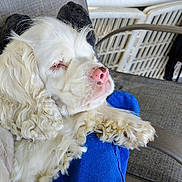 Bob is registered to the contest to win money with this photo: dog, white_dog, sleeping, curly_fur, pet, cushion, blue_cushion, outdoor, chair, relaxing, closeup, fur, paw, nose, pink_nose, resting, domestic_animal, companion, animal, cozy