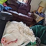 Bob joined the competition — help win amazing prizes! dog, sleeping, white_dog, curly_fur, collar, person, man, couch, leather_couch, pillows, window, curtains, lamp, wooden_furniture, indoor, relaxing, home, casual_clothing, beard, resting