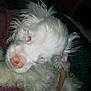 Bob is registered to the contest to win money with this photo: dog, white, fluffy, sleeping, pet, animal, curly_fur, cute, cozy, indoor, hand, resting, fur, nose, ears, closeup, calm, domestic_animal, companion, snuggle