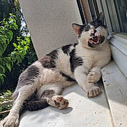 Racing participe au concours pour gagner de l'argent avec cette photo : cat, black_and_white, feline, windowsill, outdoor, sunlight, yawning, mouth_open, teeth, fur, relaxed, nature, greenery, plant, resting, paw, whiskers, animal, pet, daylight