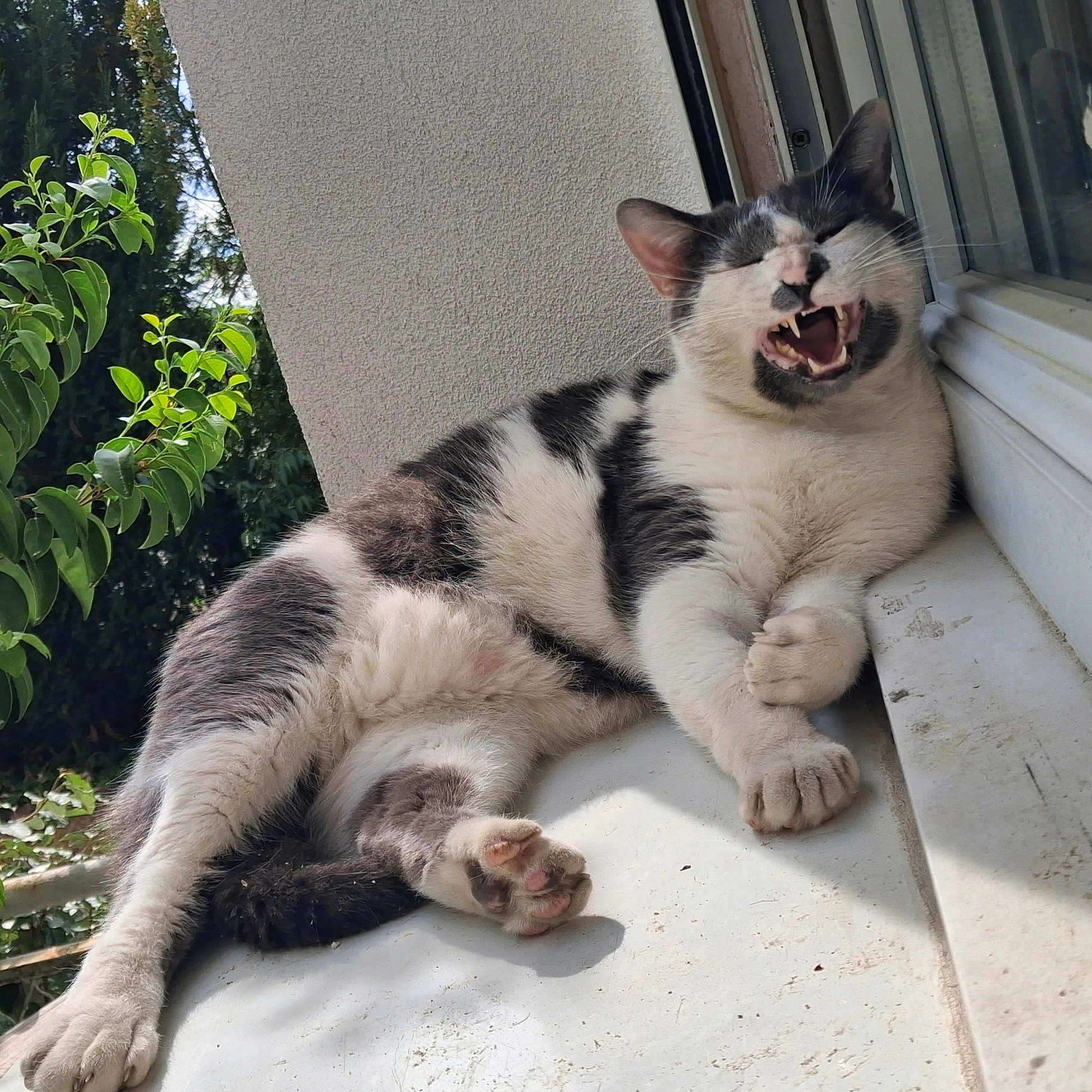 Racing participe au concours pour gagner de l'argent avec cette photo : cat, black_and_white, feline, windowsill, outdoor, sunlight, yawning, mouth_open, teeth, fur, relaxed, nature, greenery, plant, resting, paw, whiskers, animal, pet, daylight