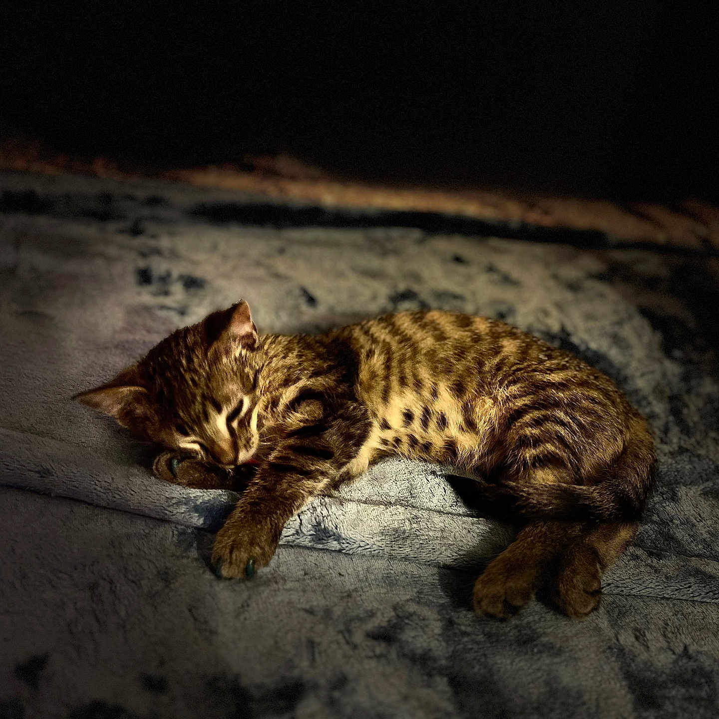 Kitty Meow