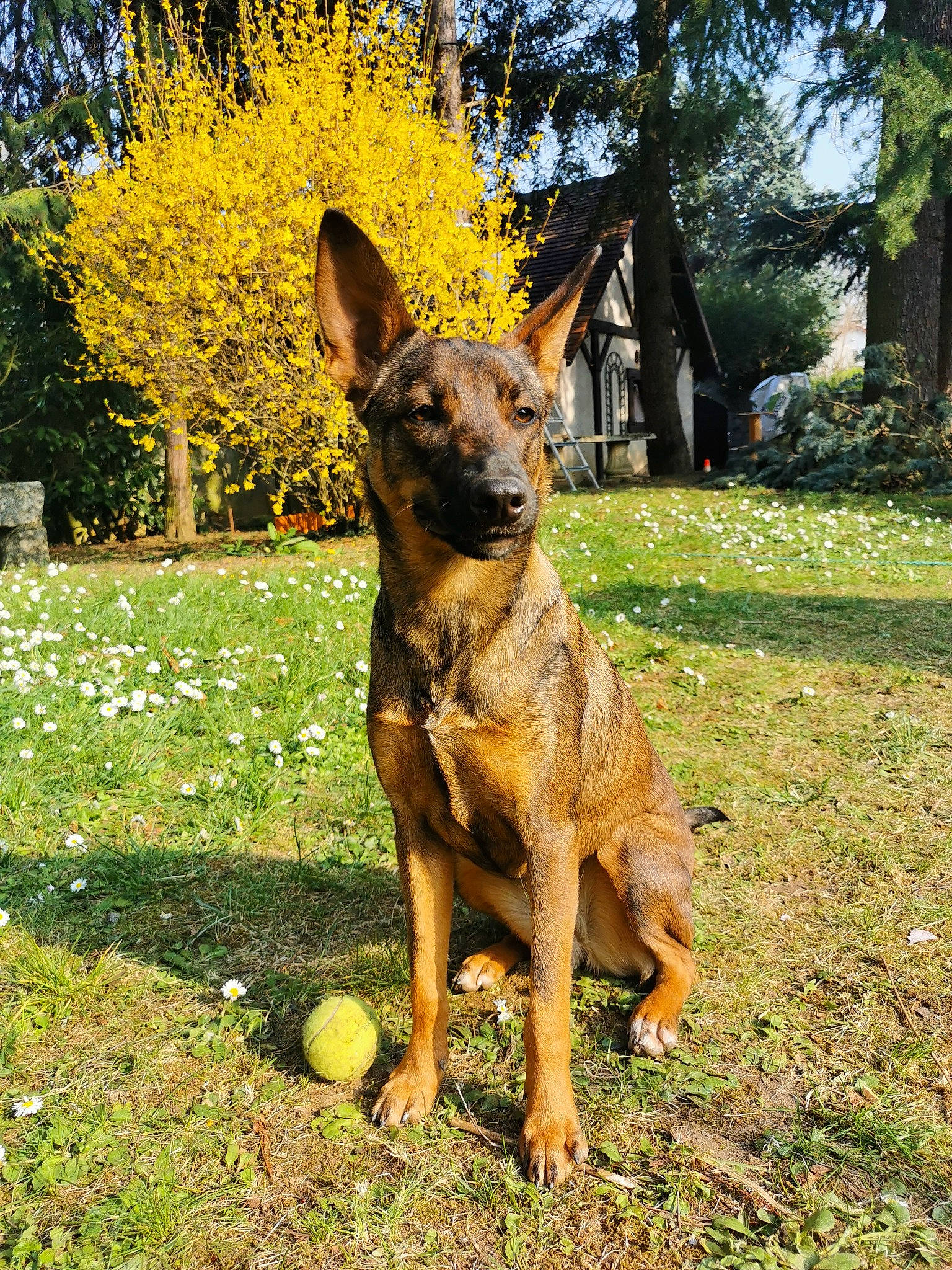 Phaedra a rejoint le concours — aidez-le/la à gagner de superbes lots ! belgian_shepherd_malinois, canidae, carnivore, dog, dog_breed, fawn, german_shepherd_dog, grass, kunming_wolfdog, mammal, plant, police_dog, rare_breed_dog, snout, tree, vertebrate, working_dog