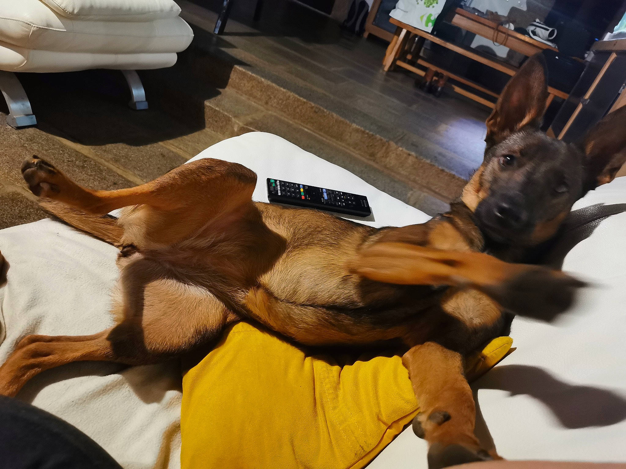 Phaedra a rejoint le concours — aidez-le/la à gagner de superbes lots ! canidae, carnivore, dog, dog_breed, fawn, sporting_group