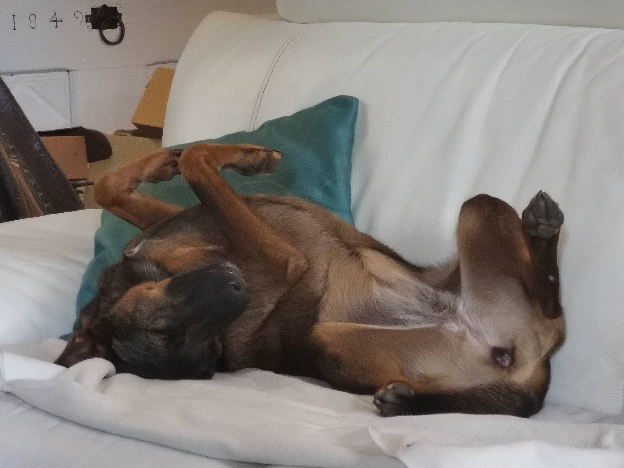 Phaedra a rejoint le concours — aidez-le/la à gagner de superbes lots ! abyssinian, burmese, canidae, carnivore, cat, dog_breed, fawn, felidae, nap, puppy, small_to_medium_sized_cats, tonkinese