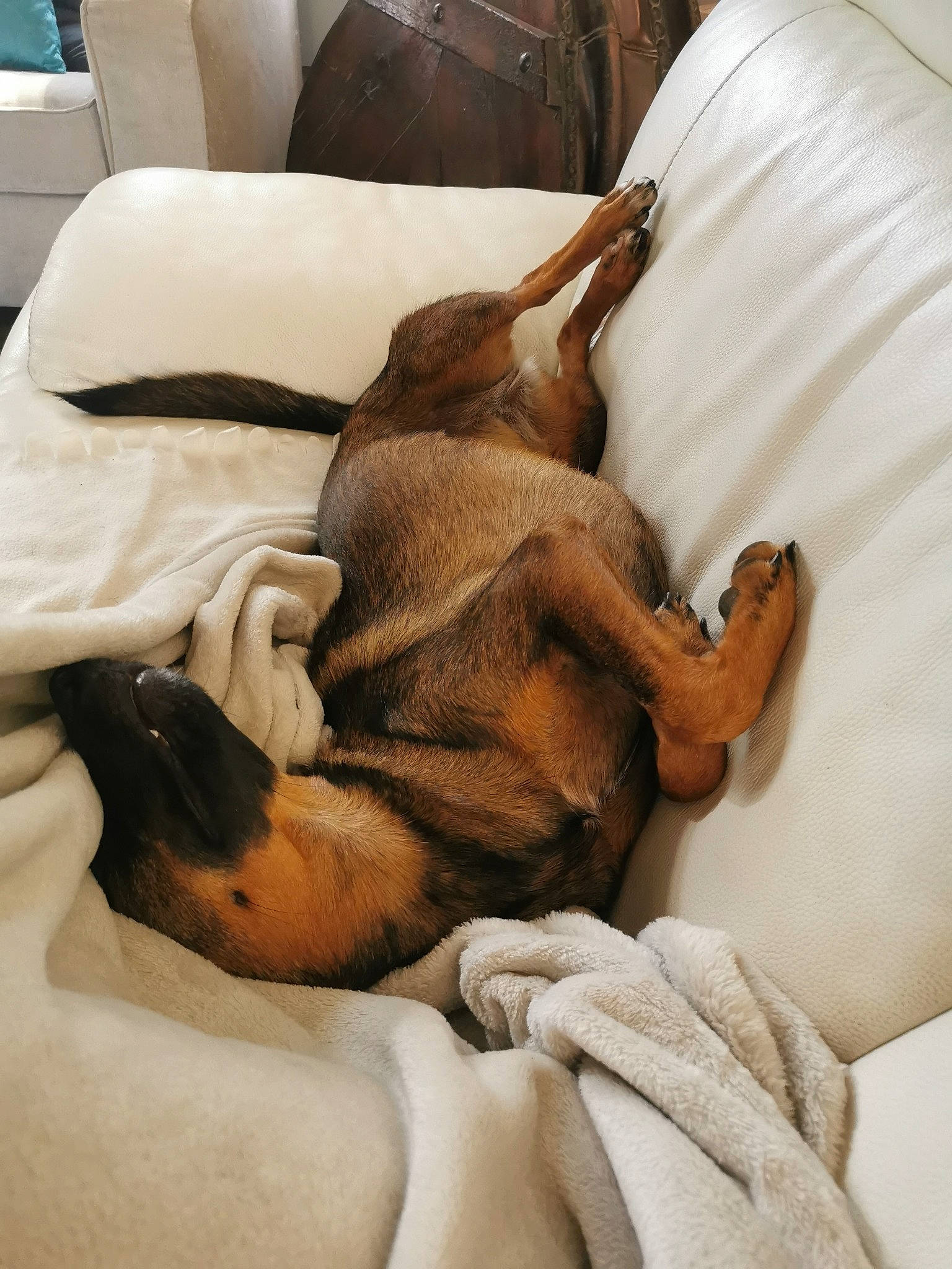 Phaedra participe au concours pour gagner de l'argent avec cette photo : canidae, carnivore, comfort, companion_dog, dog, dog_breed, fawn, nap, puppy, sleep, snout, sporting_group