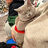 background, cat, christmas_tree, couch, cozy, decorations, floor, furniture, gray_cat, happy, holiday, hoodie, indoor, person, pet, pillow, red_harness, relaxed, snuggling, sweater
