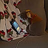 Puka is registered to the contest to win money with this photo: animal, blanket, cat, couch, cozy, cute, decorative, domestic, entertainment, feline, grey_cat, holiday, indoor, orange_collar, pet, relaxing, screen, tablet, technology, warm