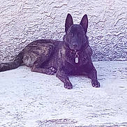Saphyra participe au concours pour gagner de l'argent avec cette photo : alert, animal, brindle, calm, canine, collar, companion, concrete, dog, ears, fur, lounging, outdoor, pet, quiet, resting, sidewalk, tag, texture, wall