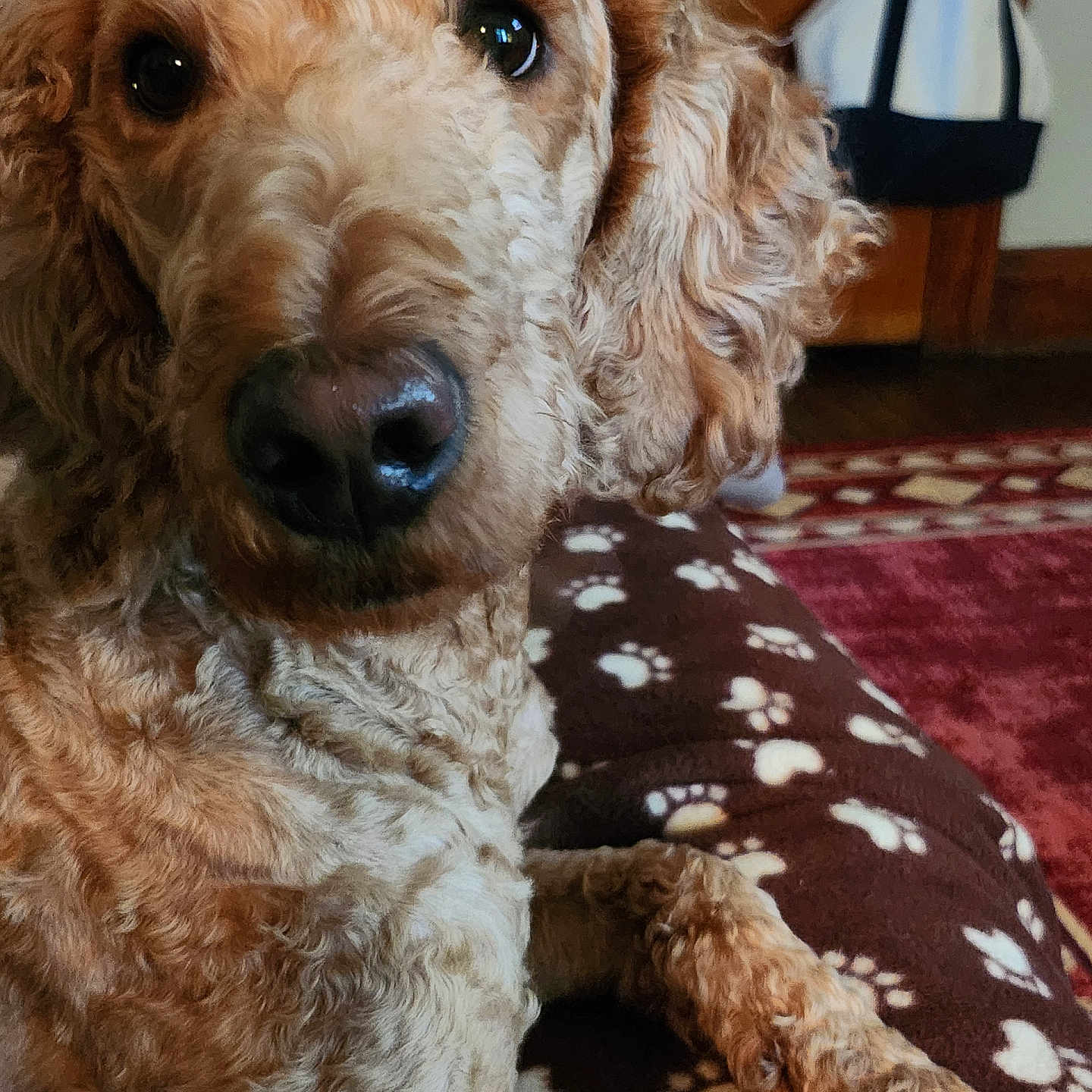 Lucky joined the competition — help win amazing prizes! accessories, airedale, animal, architecture, bag, canine, cockerspaniel, couch, cushion, dog, furniture, handbag, homedecor, hound, lamp, pet, poodle, puppy, tablelamp, terrier