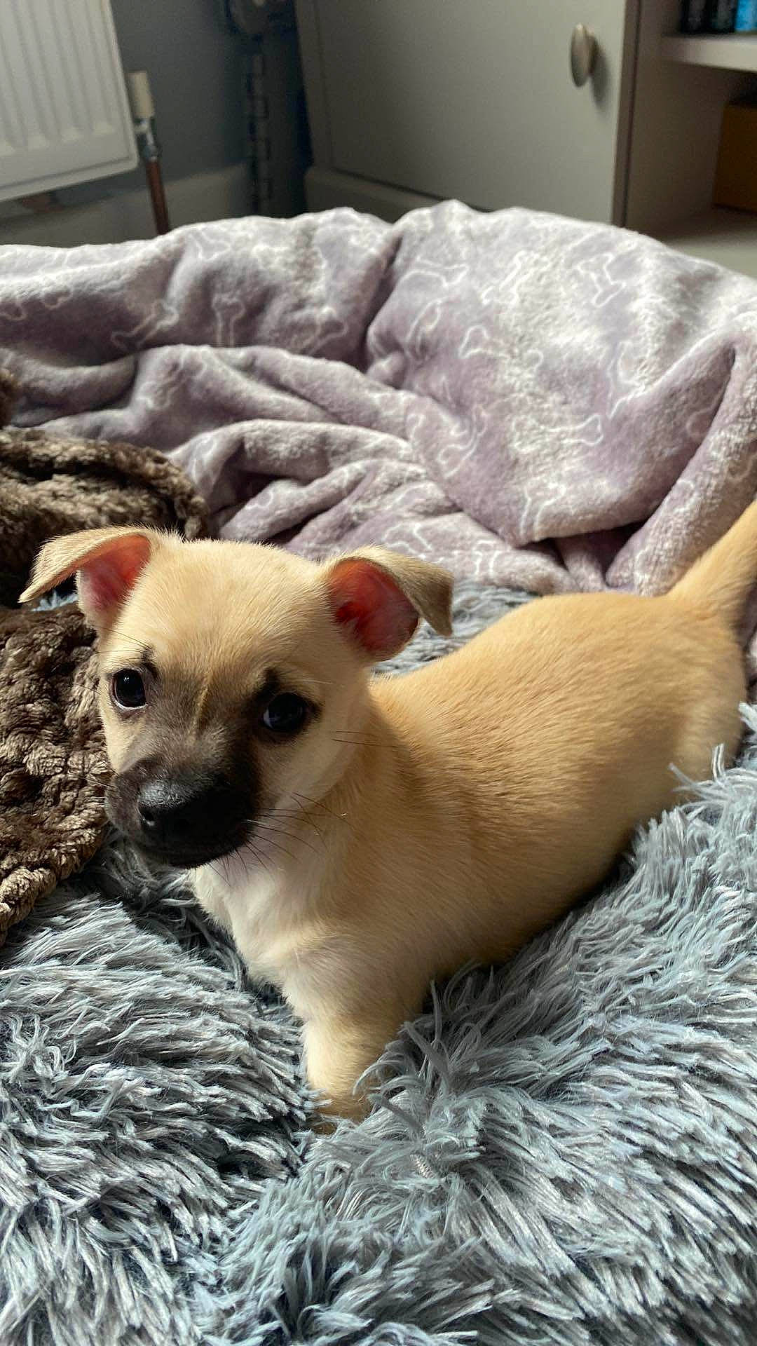 Alfie joined the competition — help win amazing prizes! bored, canidae, carnivore, comfort, companion_dog, dog, dog_breed, dog_supply, fawn, fur, non_sporting_group, puppy, snout, sporting_group, terrestrial_animal, toy_dog, whiskers, working_animal