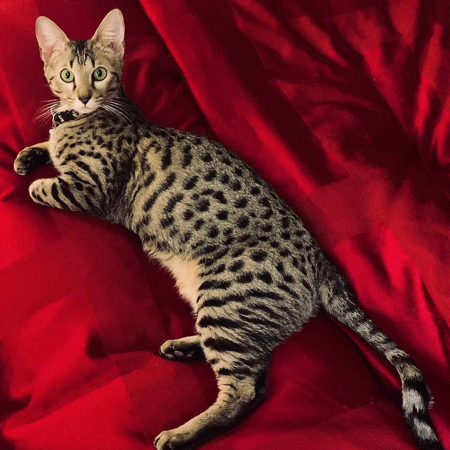 Waka Waka joined the competition — help win amazing prizes! alert, animal, cat, collar, cute, domestic_cat, feline, fur, green_eyes, indoor, lying_down, pet, red_blanket, relaxed, resting, soft_texture, spotted_cat, striped, tail, whiskers